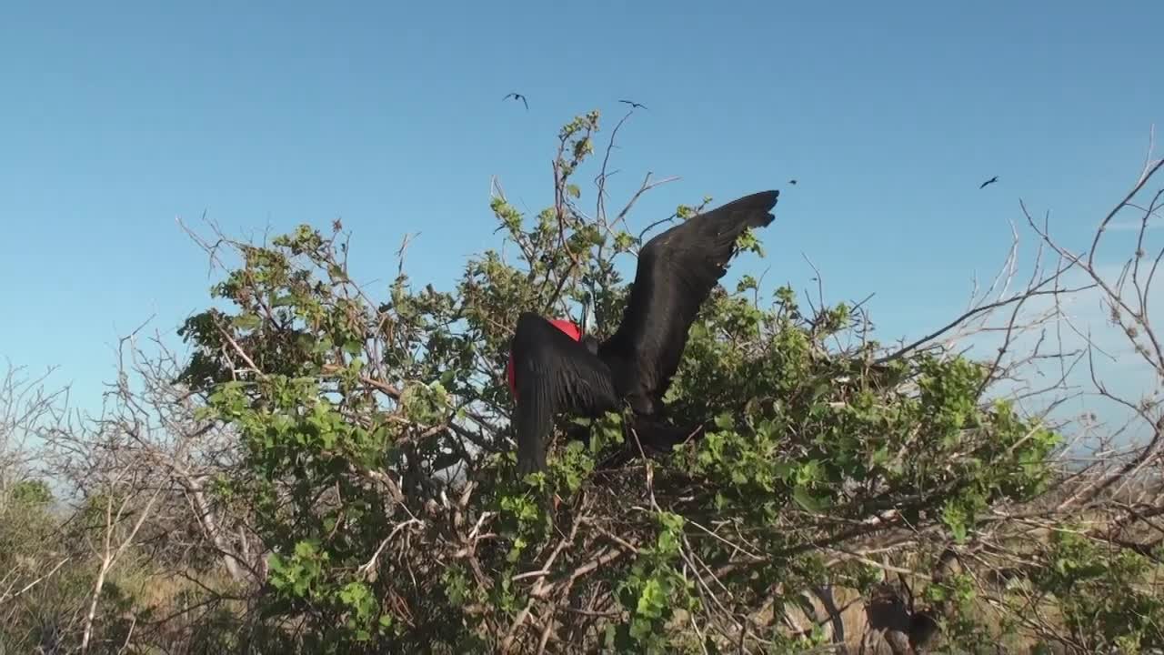 burung hinggap mencari pasangan kawin