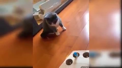 Funny cat 🐈🐈 video