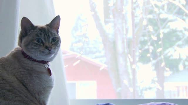 Cat Looking Out Winter Window