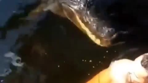 This is a beautiful and charming water-dwelling species