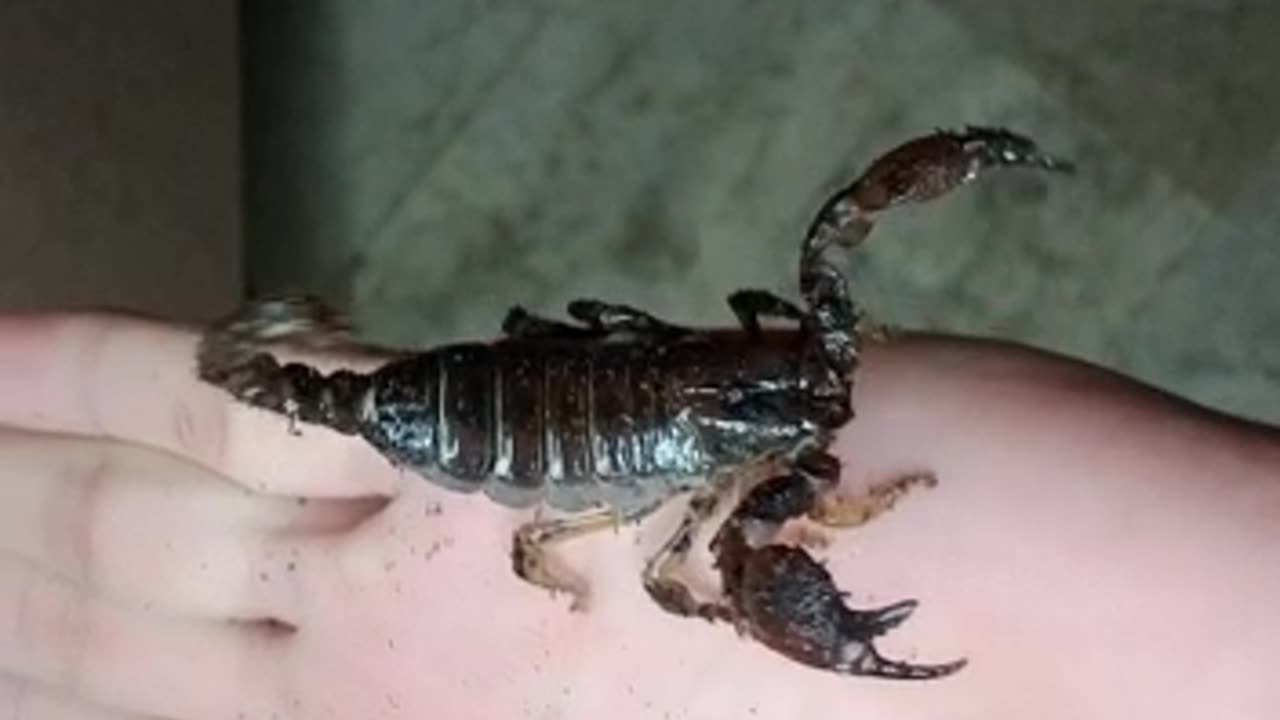 Scorpion lovers | scorpion as a pet | scorpion 🦂