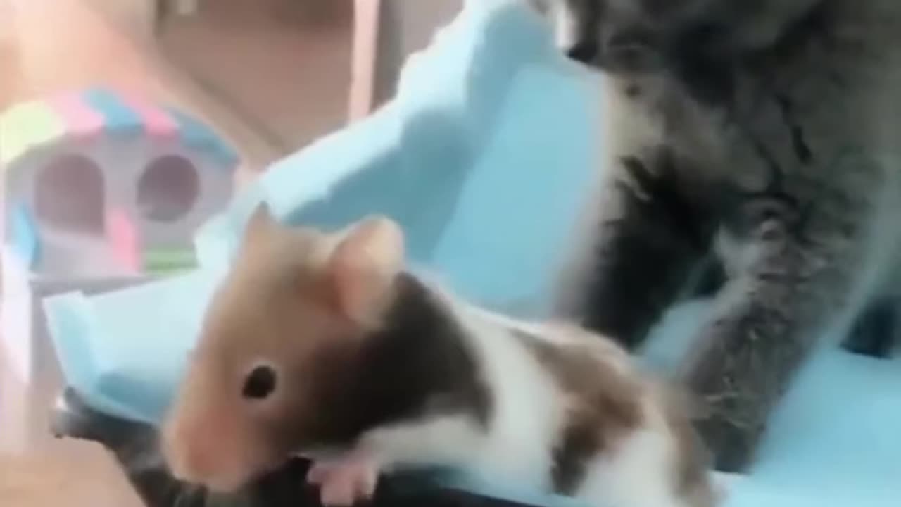 Cute kittens and mouse funny video shorts