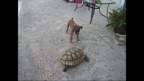 Tortoise chases dog FUNNY 2021