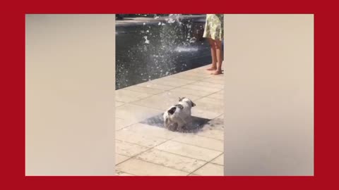 Funny pets doing funny things 😂#episode 3