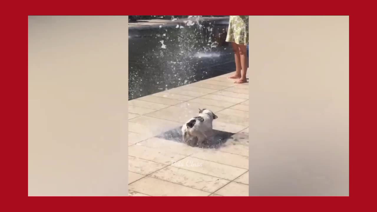 Funny pets doing funny things 😂#episode 3