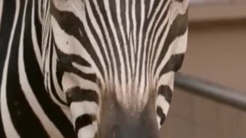 This zebra's pattern looks so beautiful. I like it