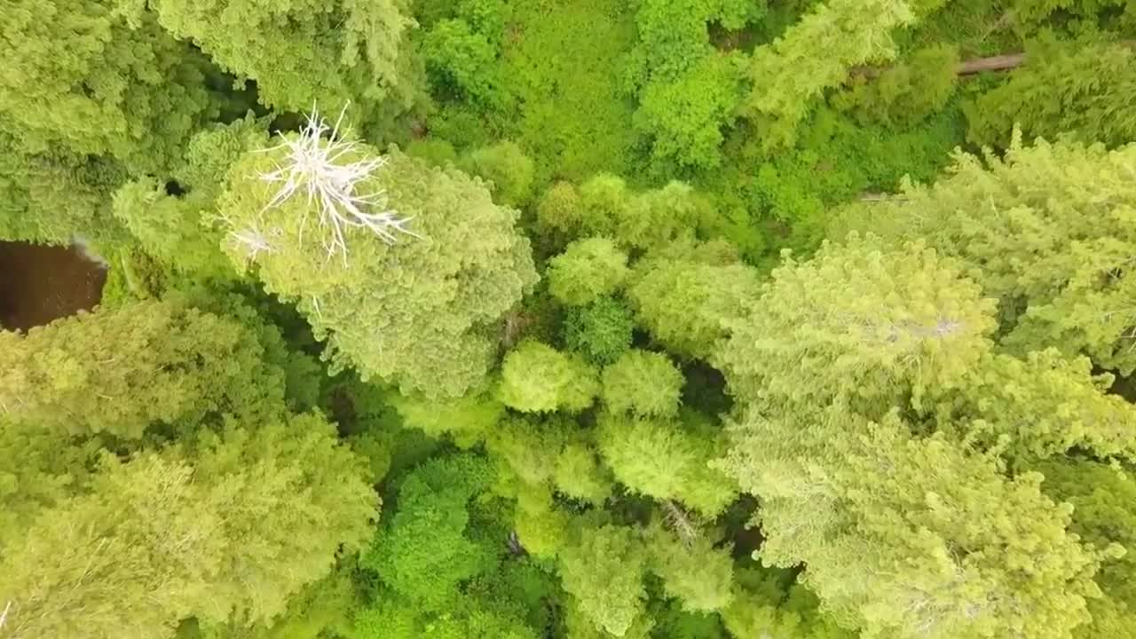 Top 5 BIGGEST Trees on Earth