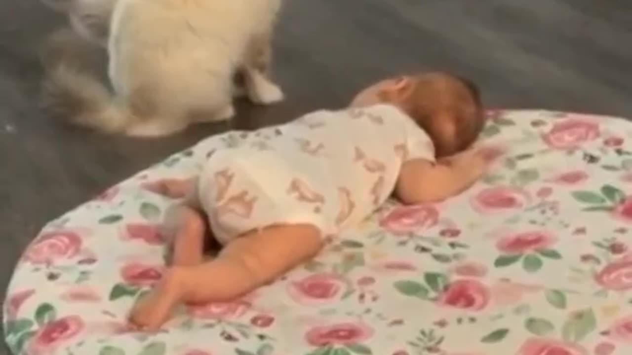 Human babies in cat care