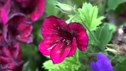 Ireland Alstroemeria Flower In A An Irish Garden