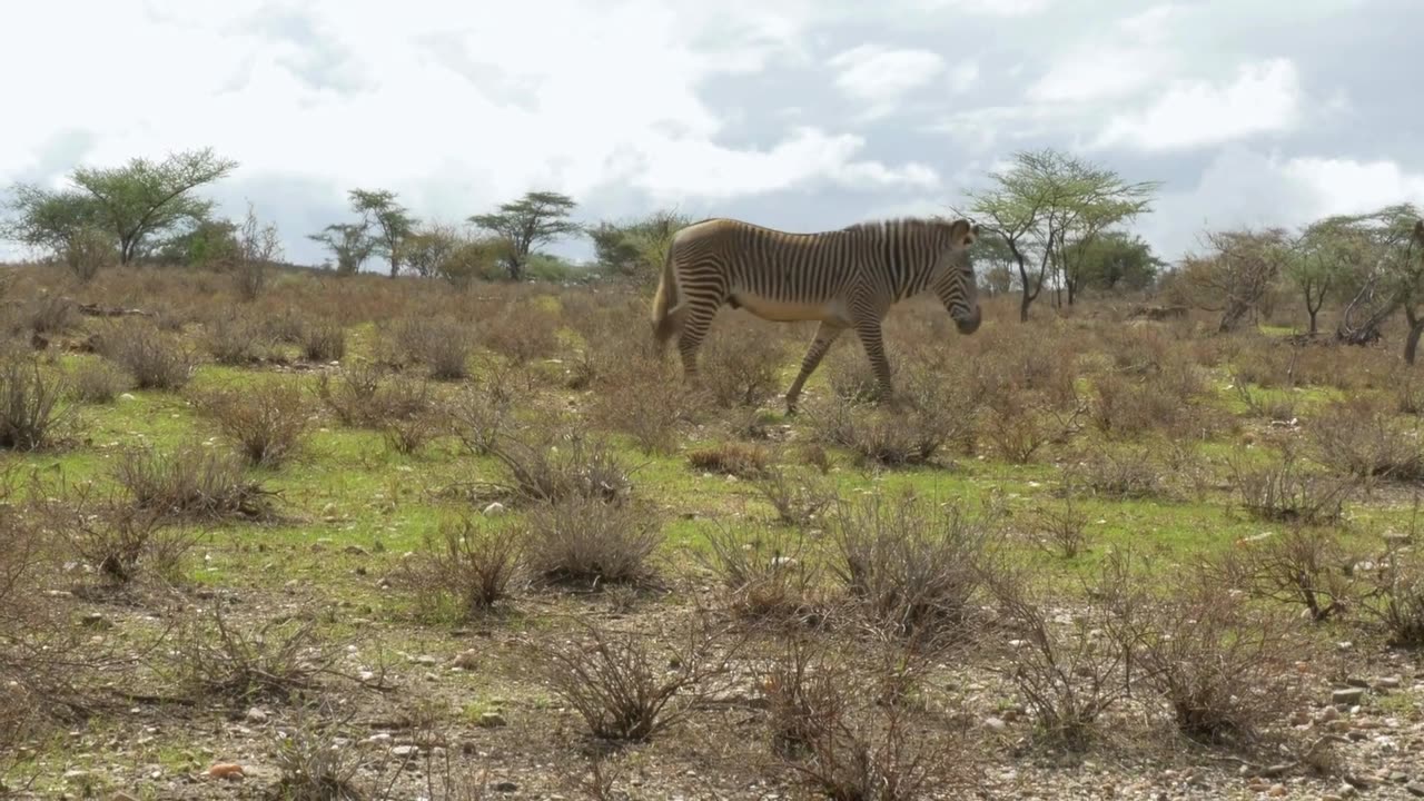 The Striped Wonders: Unveiling the Secrets of Zebras | Educational Nature Videos