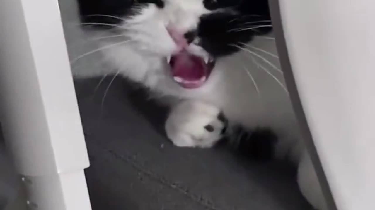 Amazing cat 🐈 trending video