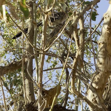 New Mexico State Bird