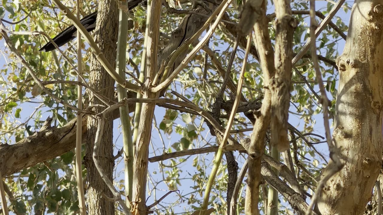 New Mexico State Bird