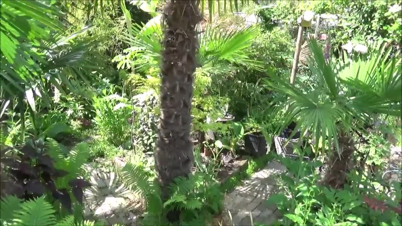 What to look for with cold hardy palmtrees