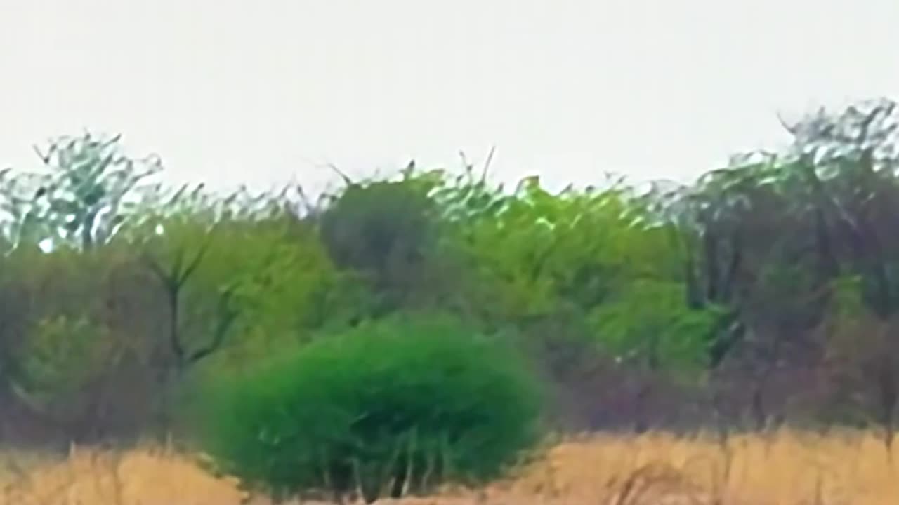 Black-Maned Lion and Lioness Marking Territory