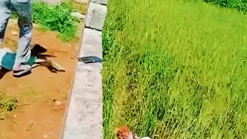 Funny video from tiktok