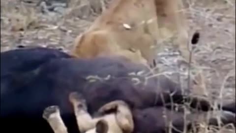 Amazing lion fight for food