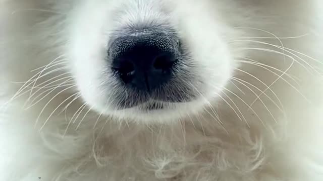 Another day of confession Samoyed jam