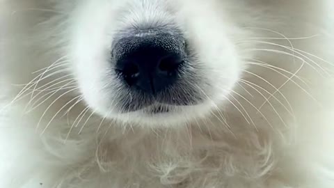 Another day of confession Samoyed jam