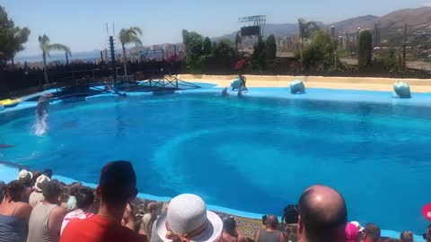 Mundomar Benidorm Dolphin Show