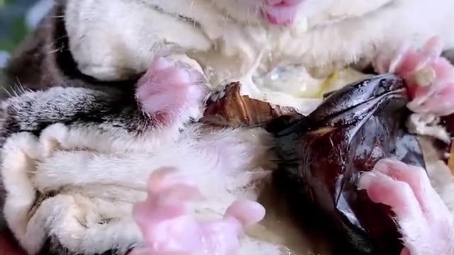 The honey gliders who eat are very happy