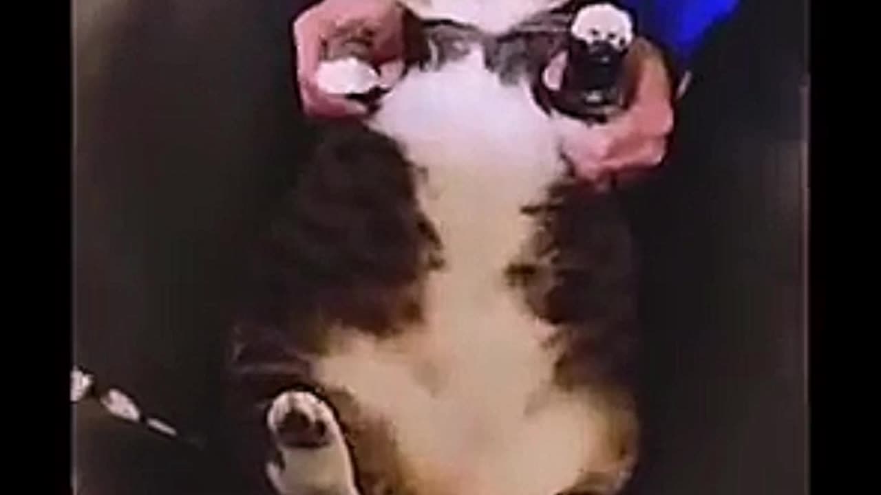 Cat 🐈 angry