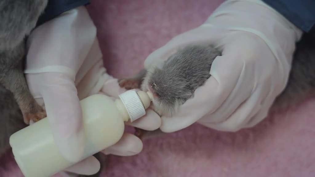 35 days old otter baby # Cute Pet