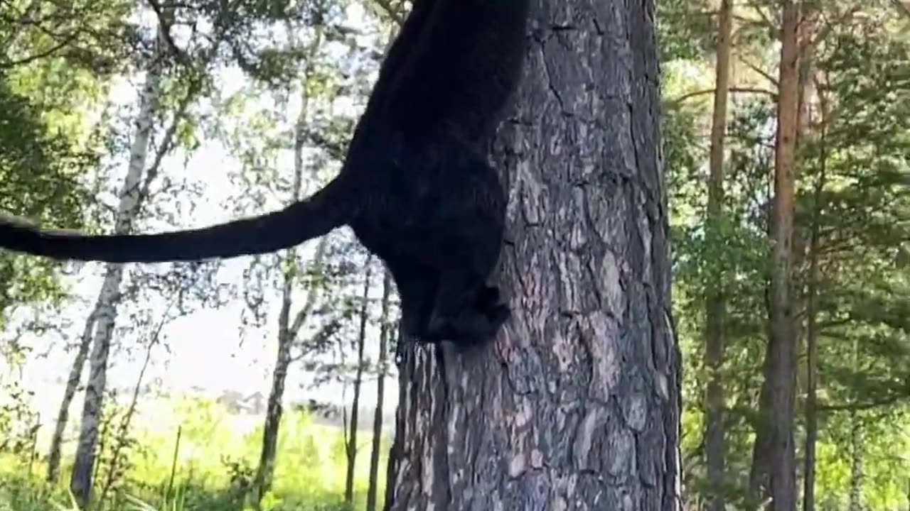 A_panther_walks_on_a_tree_vertically😁(1080p60)