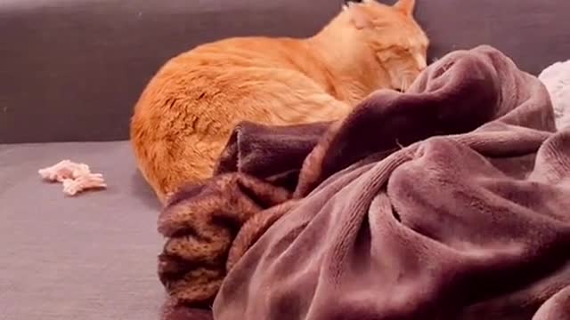 Bullying orange cat