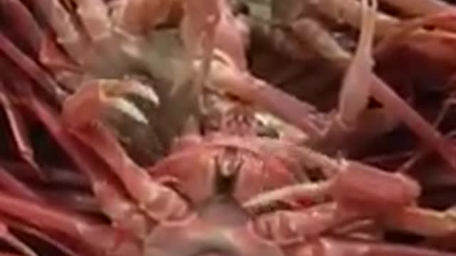fresh crabs