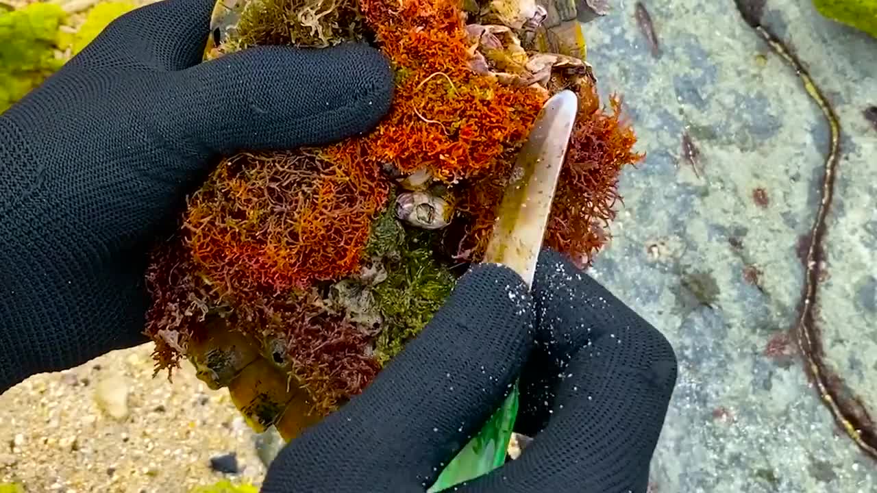 Lucky sea turtle were rescued in time to remove barnacles and the net clinging to the shell