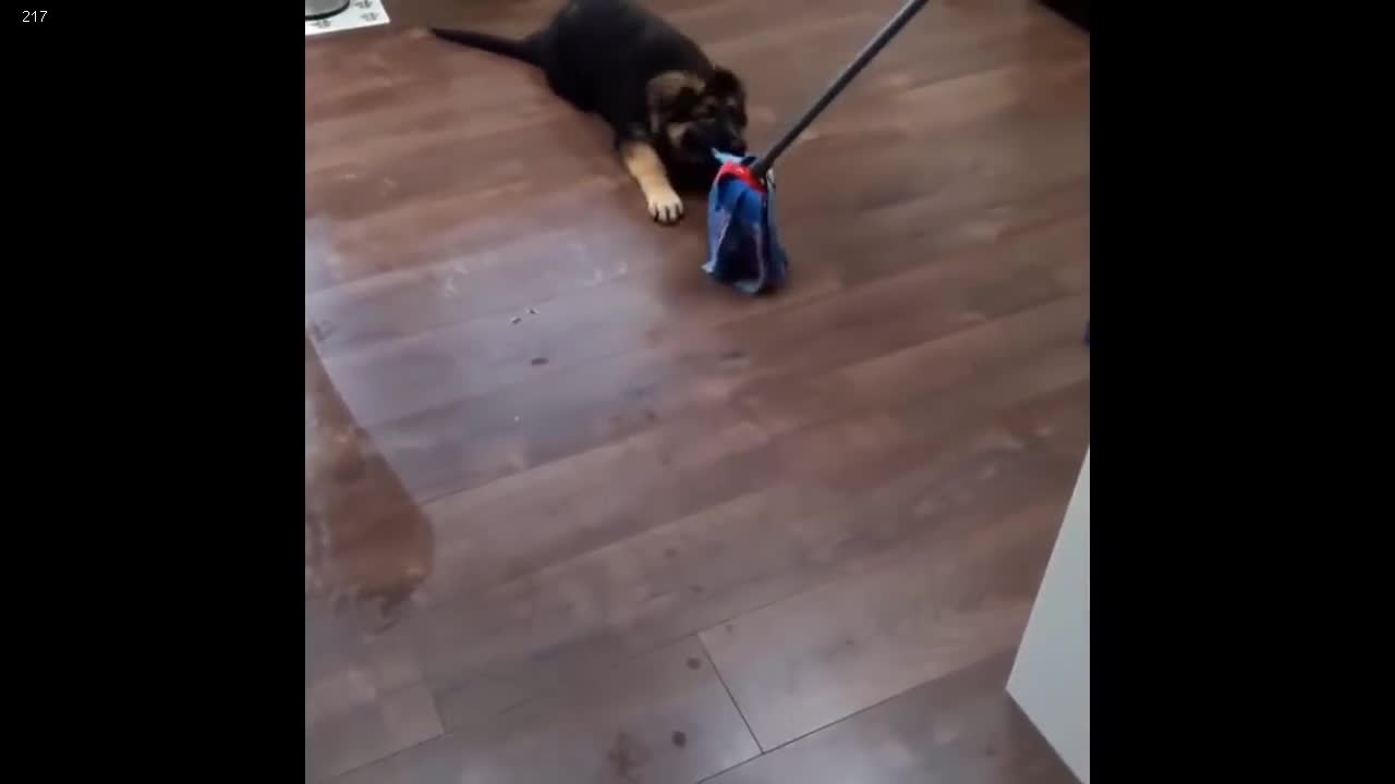 German shepherd puppy playing