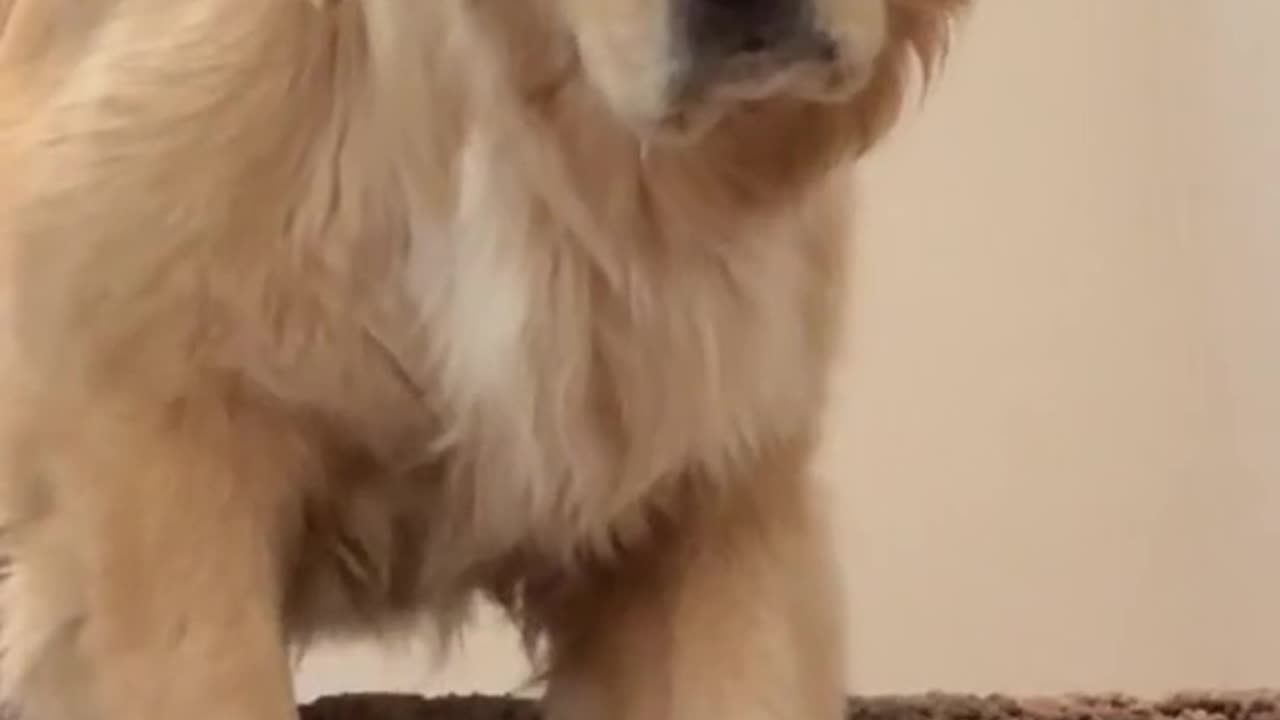 Puppy Video