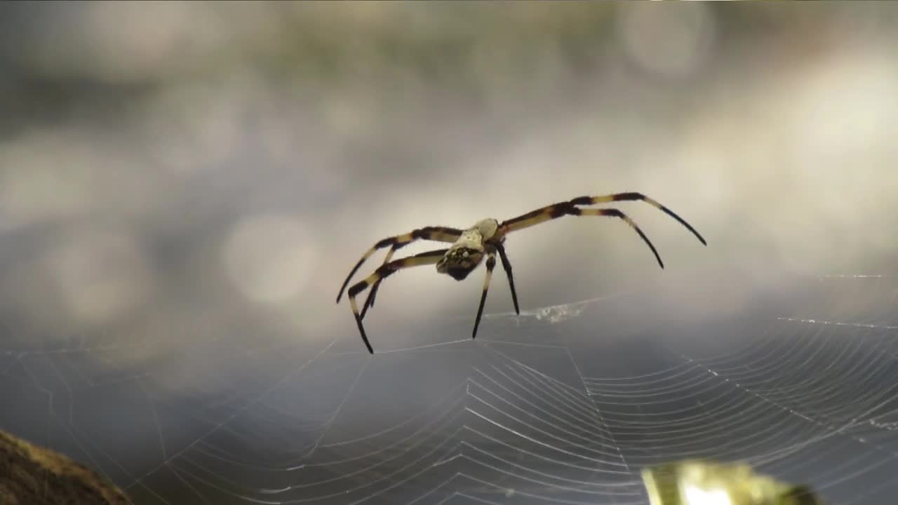 Macro Insect Fauna Spider Garden