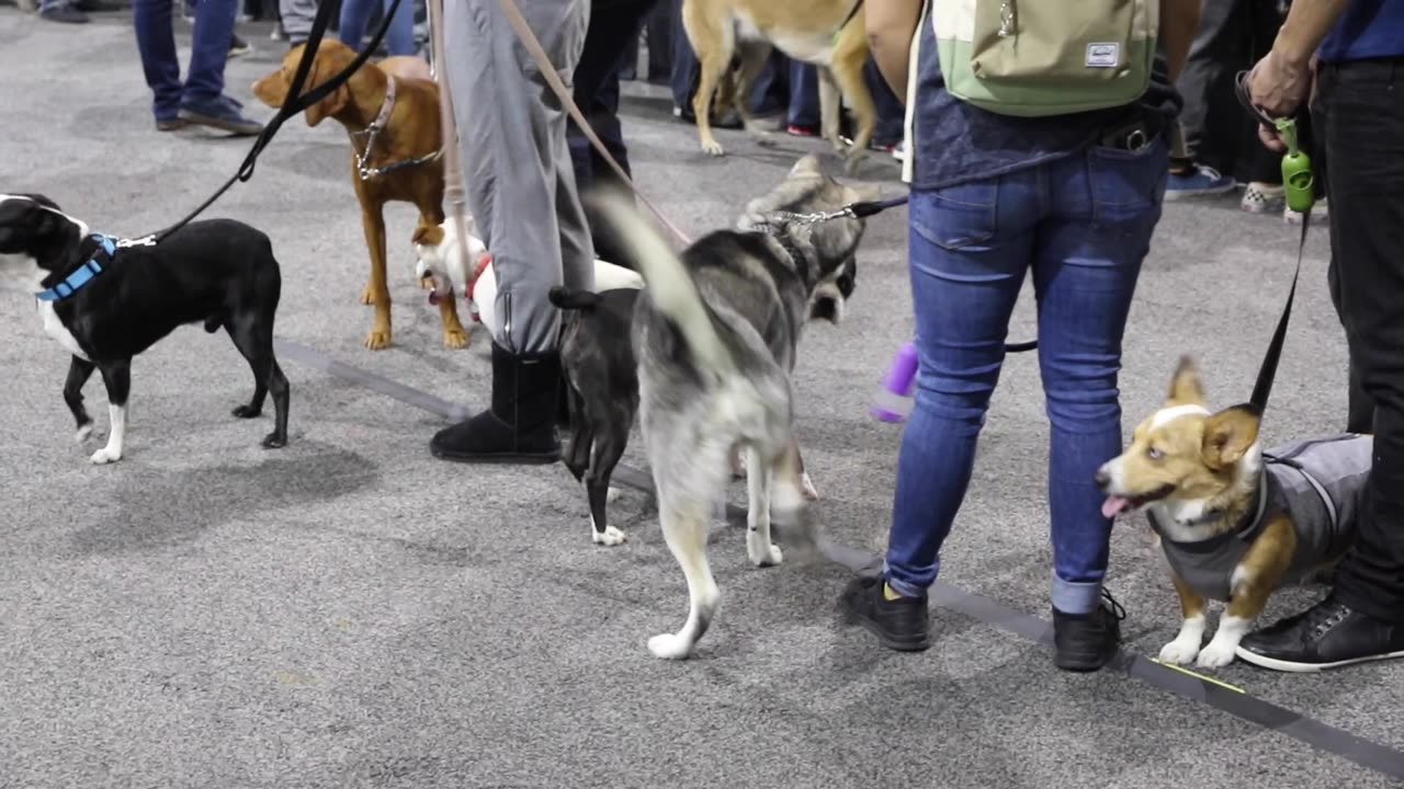 A visit to the Vegas pet show on February 12, 2017.