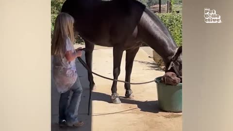 The Funniest pet video