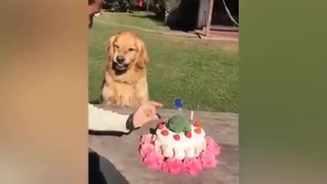 Dog Reaction to Cutting Cake 🤣 - Funny Dog Cake Reaction Compilation | Pets House