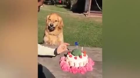 Dog Reaction to Cutting Cake 🤣 - Funny Dog Cake Reaction Compilation | Pets House