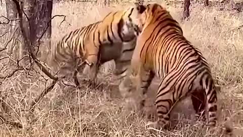 Why big cats fights…….jealousy or territory invasion……watch this amazing fighting!