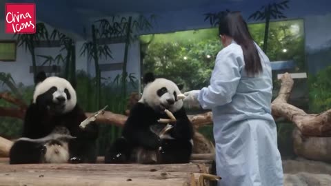 Happy Birthday to China's Miracle Panda Triplets!