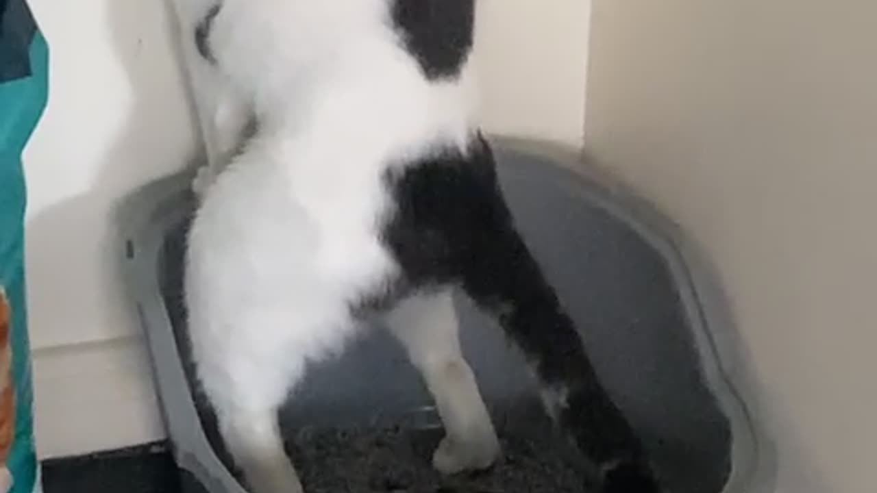 Cat Stands Up to Defecate