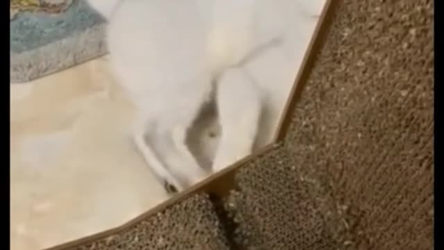 Would you play with your cat like this?