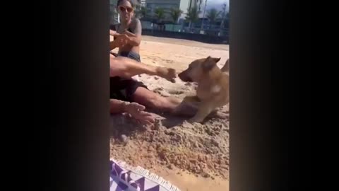funny pets