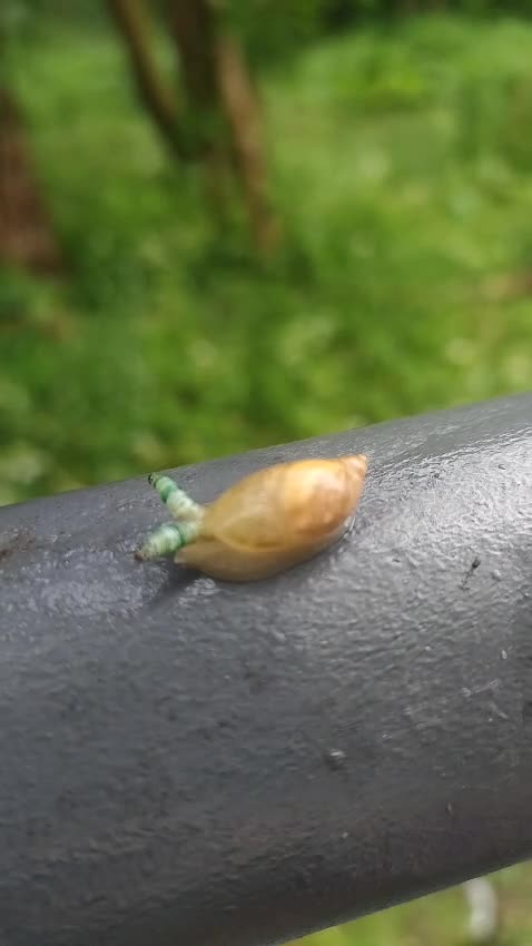 What's wrong with this snail