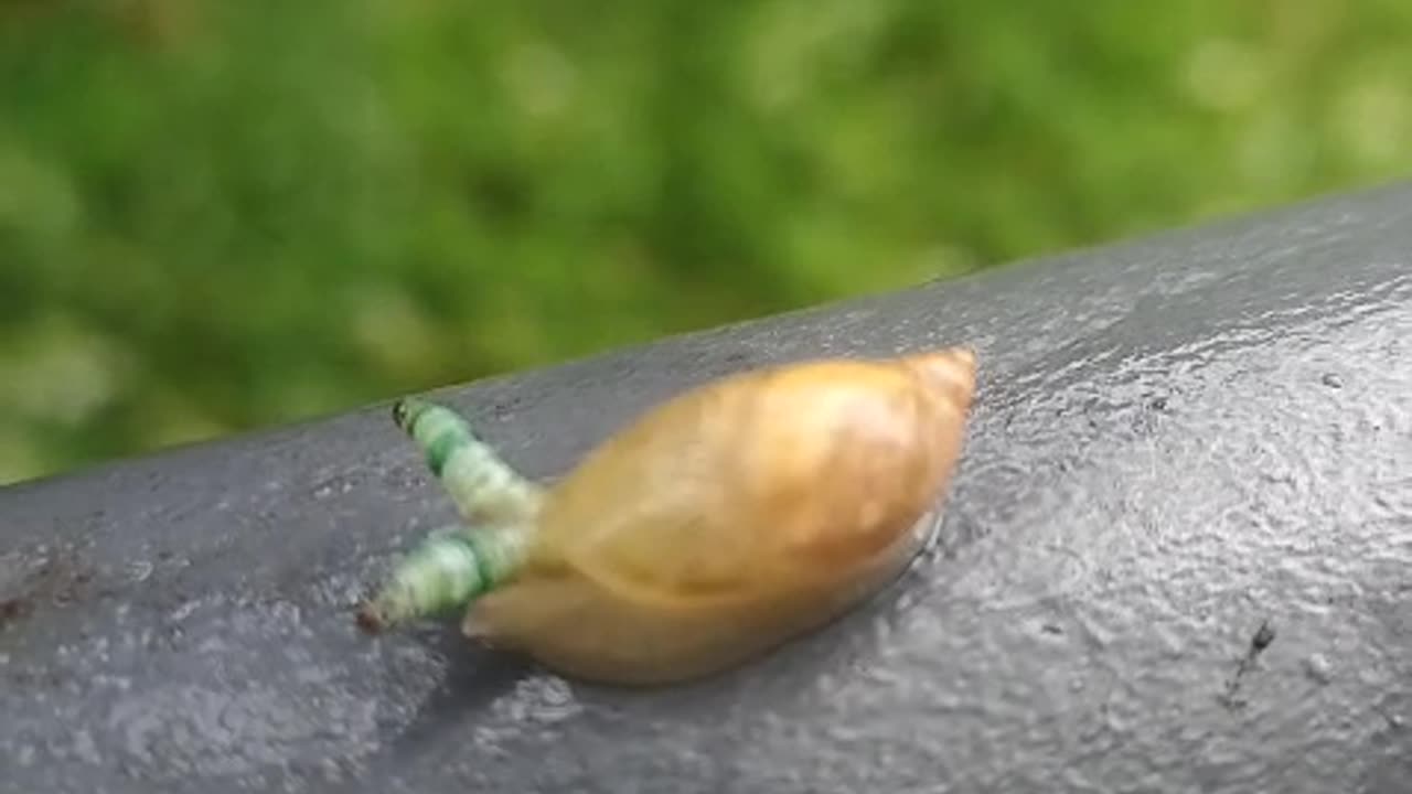 What's wrong with this snail