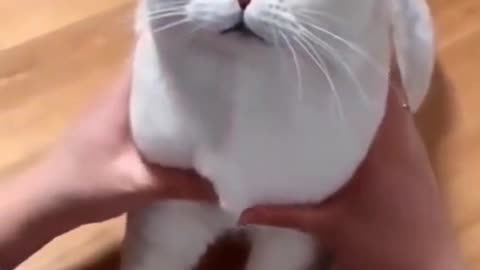 collection of funny cat videos #2