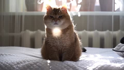 Sunbeam & Hosico cat