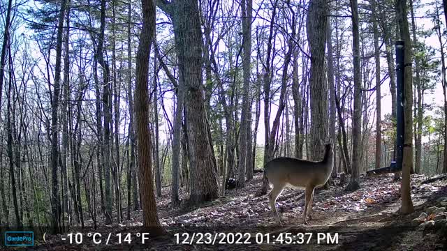 The Woods – 12/24/2022