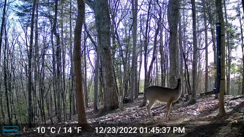 The Woods – 12/24/2022