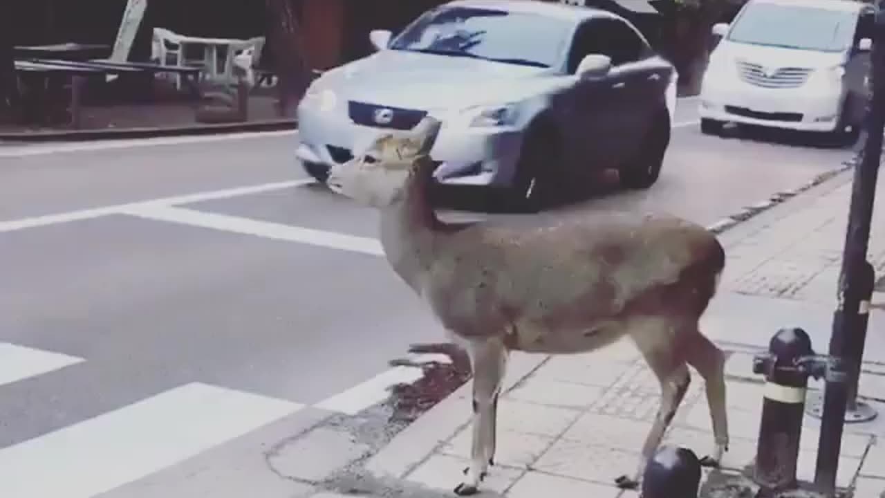 Deer waiting for crossing road💥